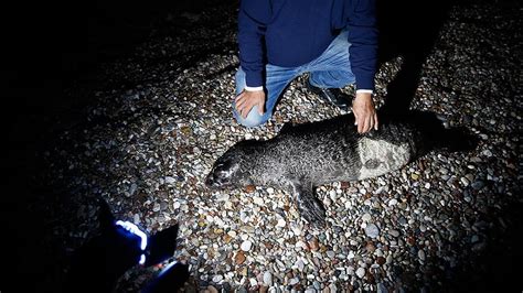 A­ğ­a­ ­t­a­k­ı­l­a­n­ ­y­a­v­r­u­ ­A­k­d­e­n­i­z­ ­f­o­k­u­ ­ö­l­d­ü­ ­-­ ­S­o­n­ ­D­a­k­i­k­a­ ­H­a­b­e­r­l­e­r­